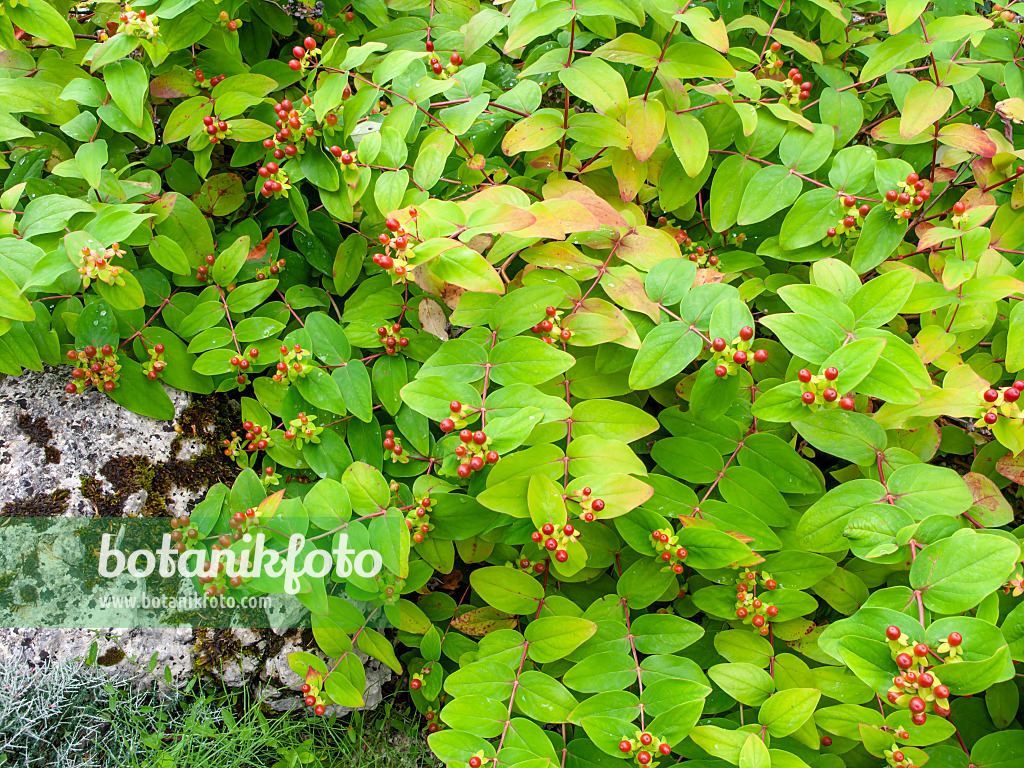 450017 - Tutsan (Hypericum androsaemum)