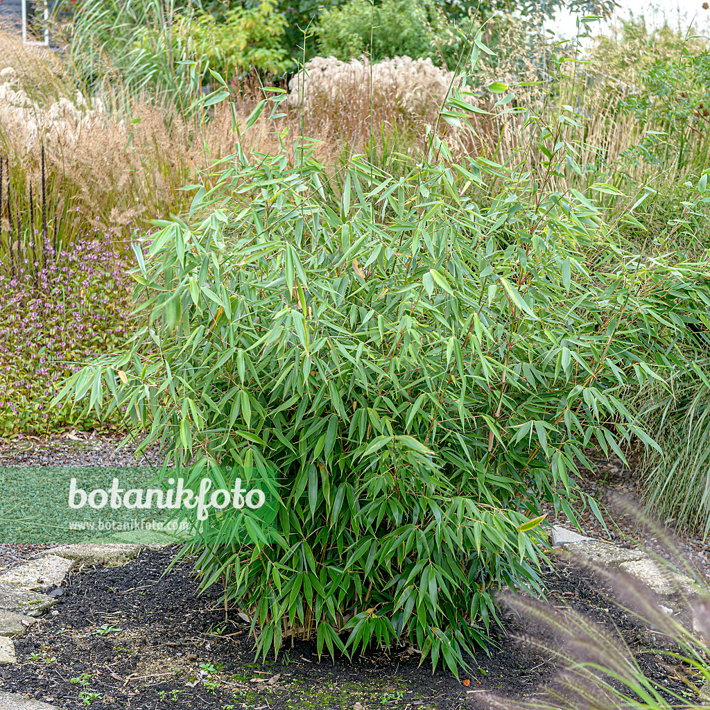 607051 - Umbrella bamboo (Fargesia robusta 'Campbell')