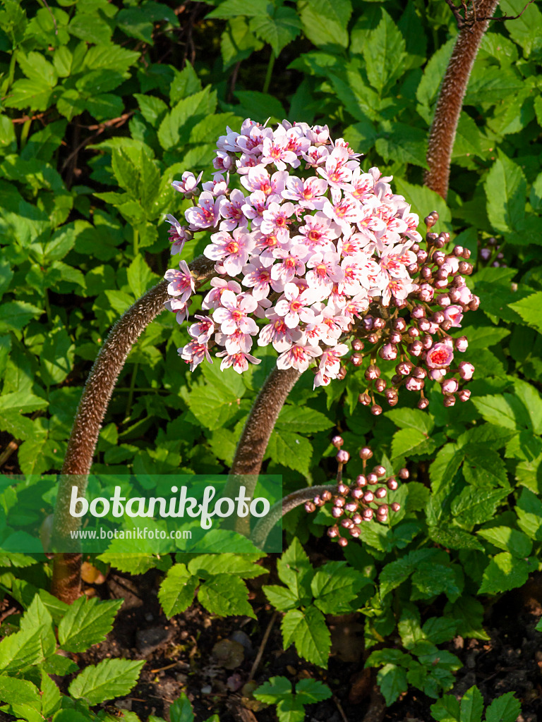 437166 - Umbrella plant (Darmera peltata syn. Peltiphyllum peltatum)