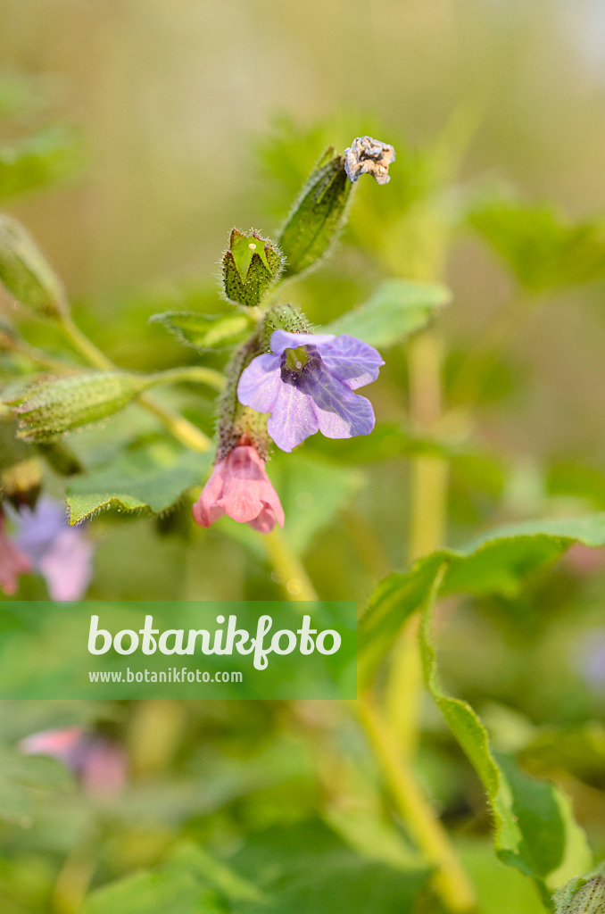 507158 - Unspotted lungwort (Pulmonaria obscura)