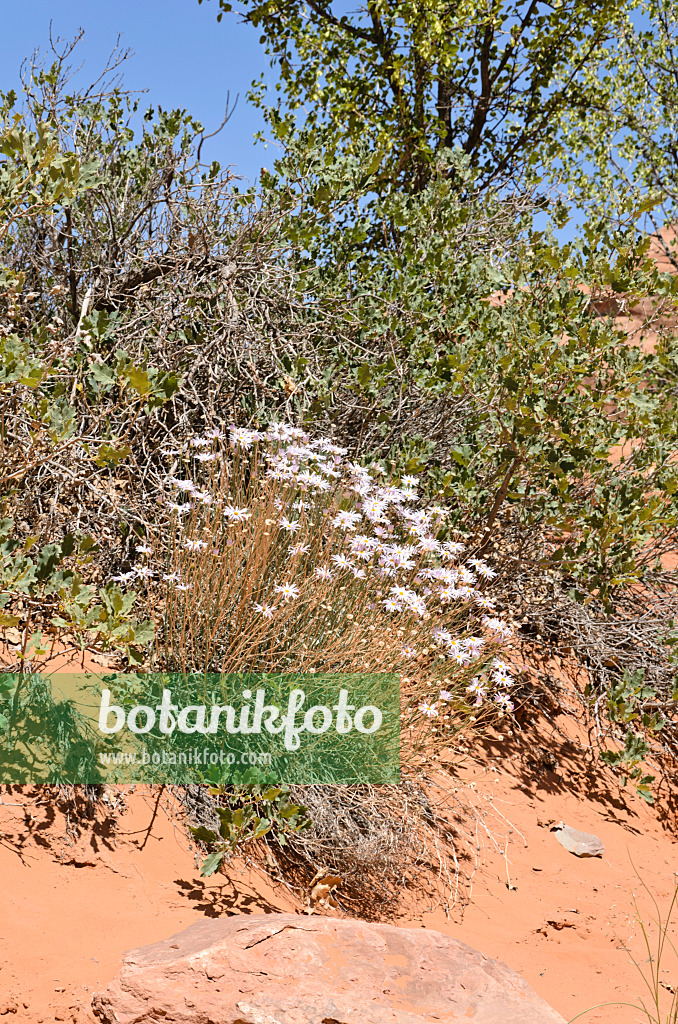 508275 - Utah fleabane (Erigeron utahensis)