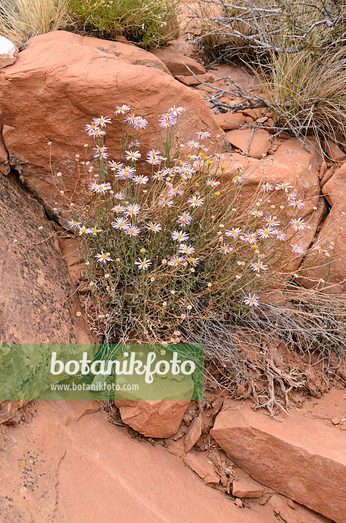 508295 - Utah fleabane (Erigeron utahensis)