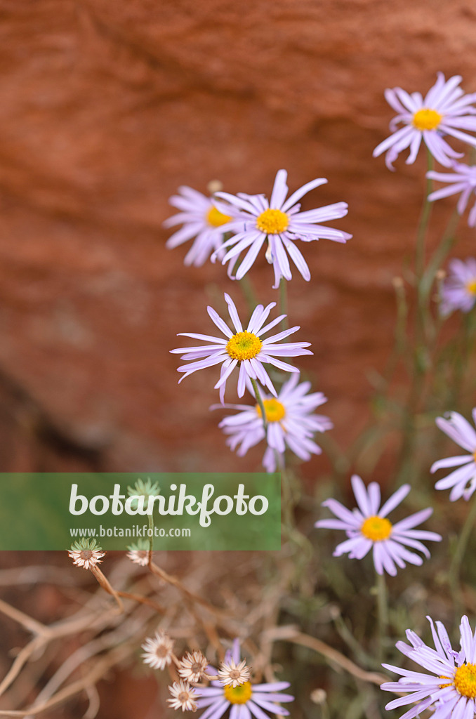 508296 - Utah fleabane (Erigeron utahensis)