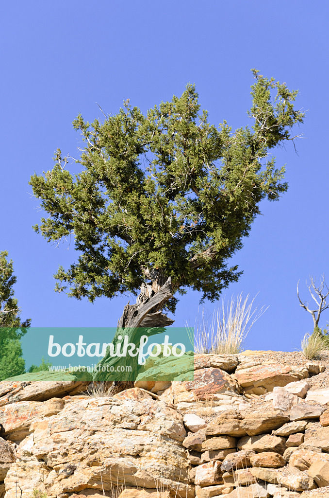 508261 - Utah juniper (Juniperus osteosperma), Utah, USA