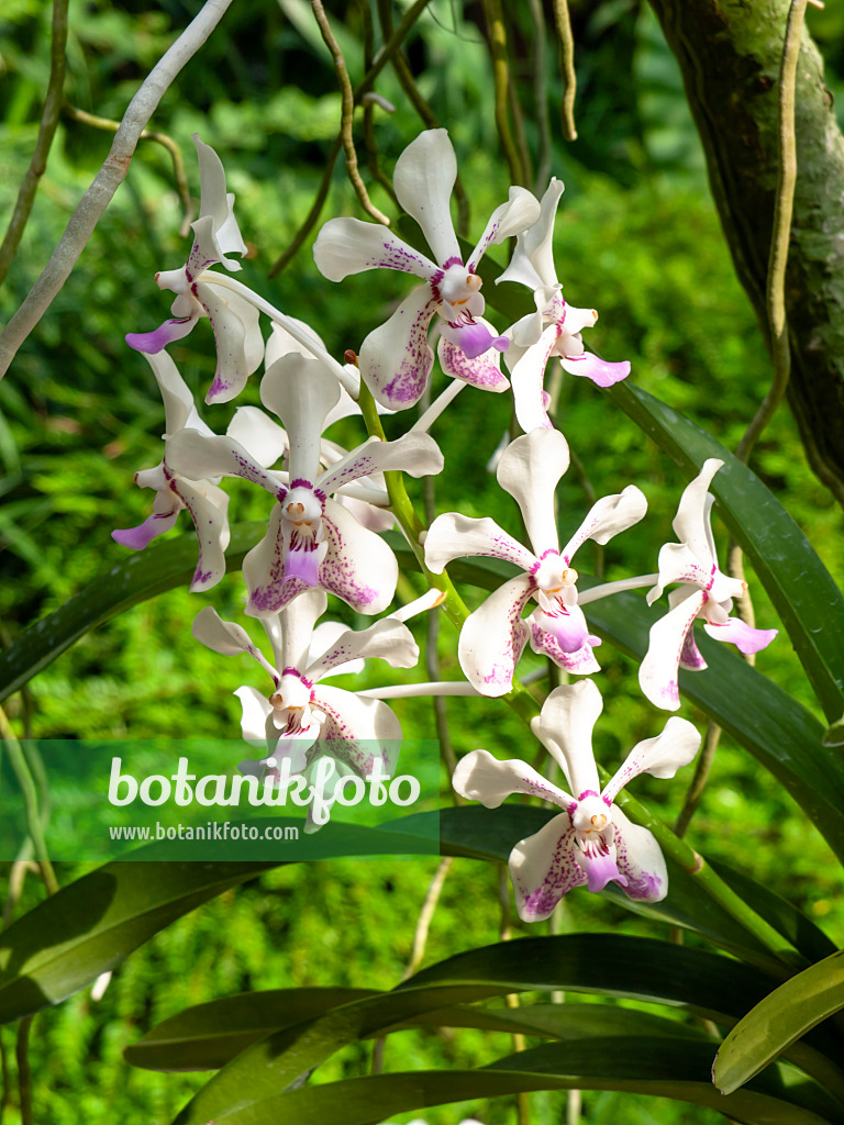 434152 - Vanda luzoniaca x Vanda lamellata