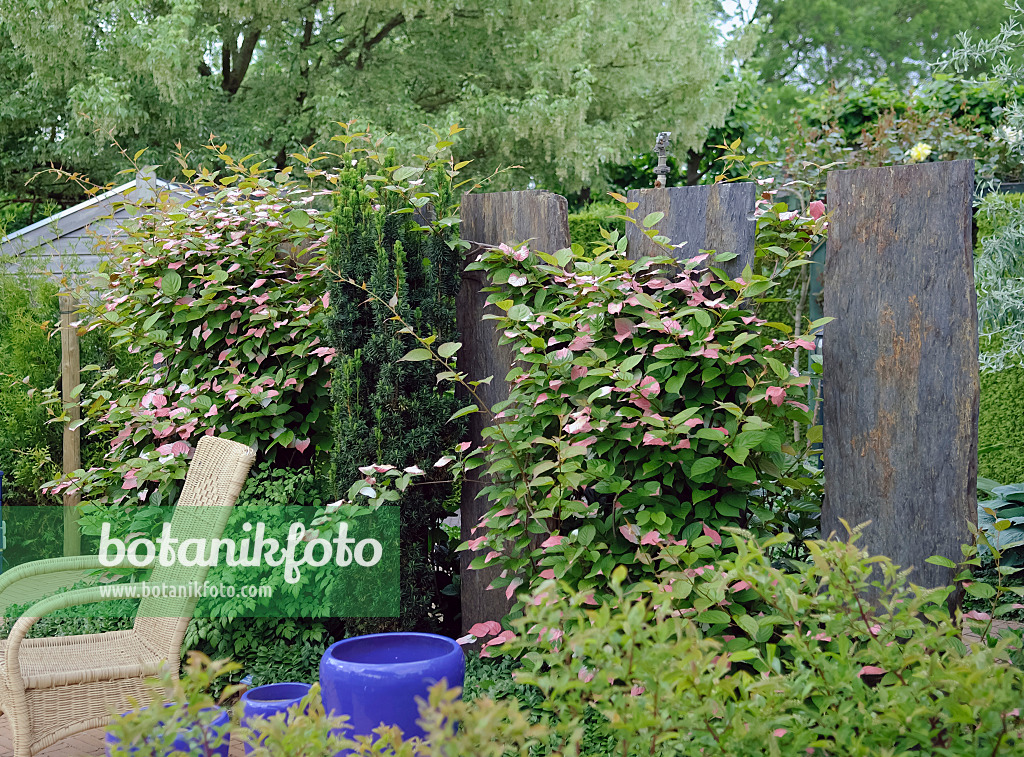 490026 - Variegated kiwi vine (Actinidia kolomikta)