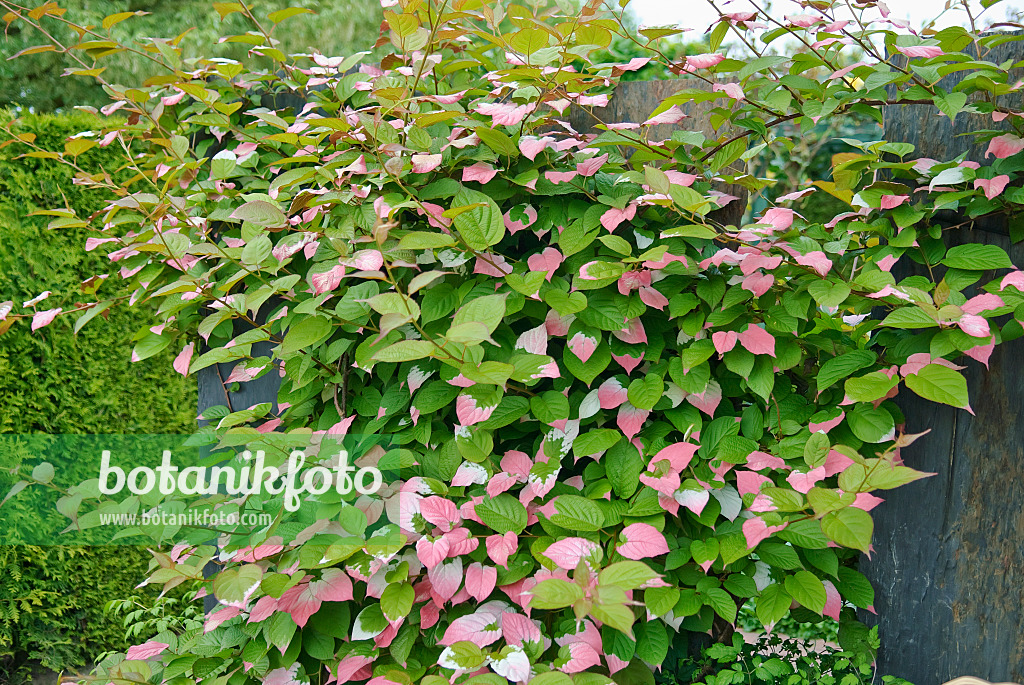 502102 - Variegated kiwi vine (Actinidia kolomikta)