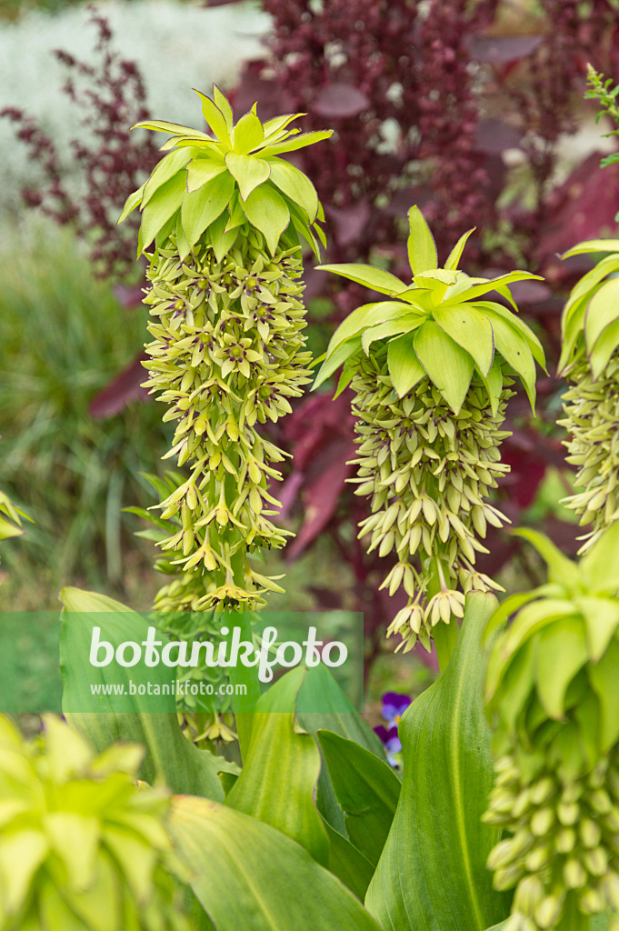 510182 - Variegated pineapple flower (Eucomis bicolor)