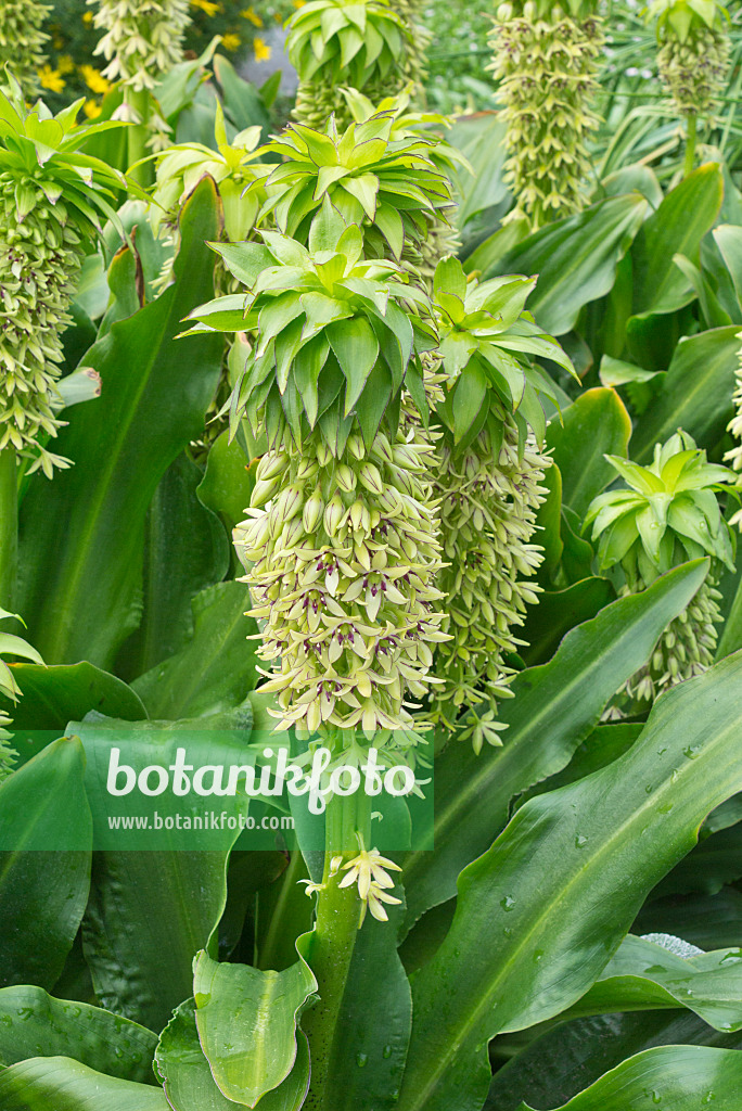 559016 - Variegated pineapple flower (Eucomis bicolor)