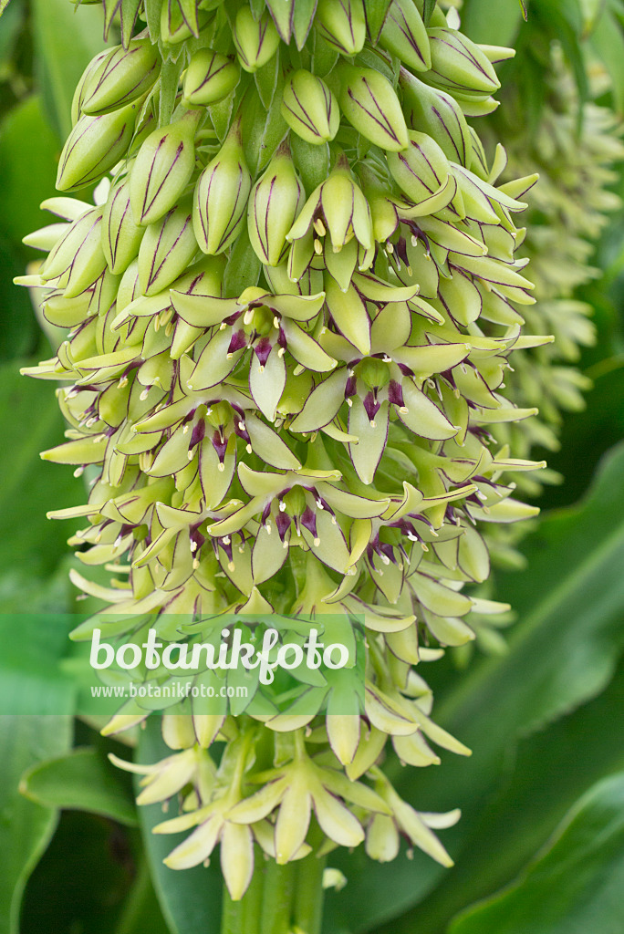 559017 - Variegated pineapple flower (Eucomis bicolor)