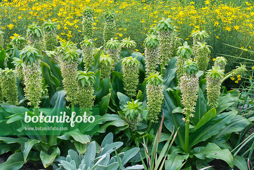 559122 - Variegated pineapple flower (Eucomis bicolor)