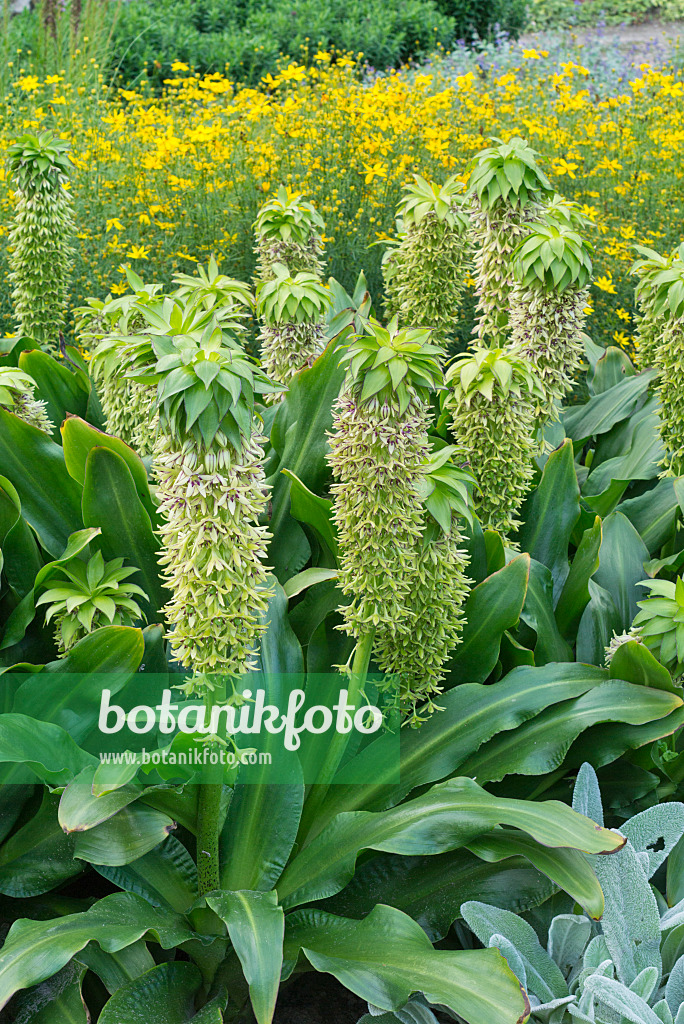 559123 - Variegated pineapple flower (Eucomis bicolor)