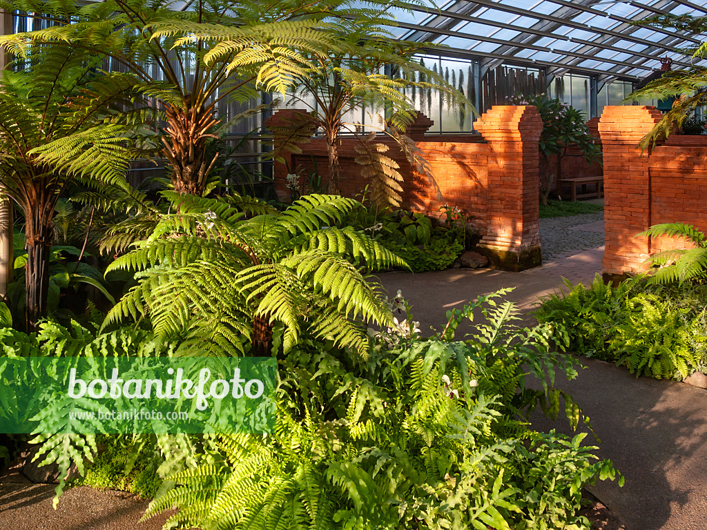 416077 - Various ferns in front of a red wall, Balinese Garden, Erholungspark Marzahn, Berlin, Germany