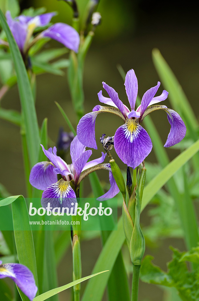 496389 - Variously coloured iris (Iris versicolor)