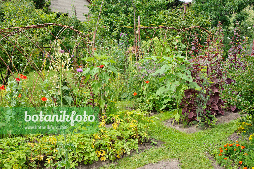 474135 - Vegetable beds in a natural garden