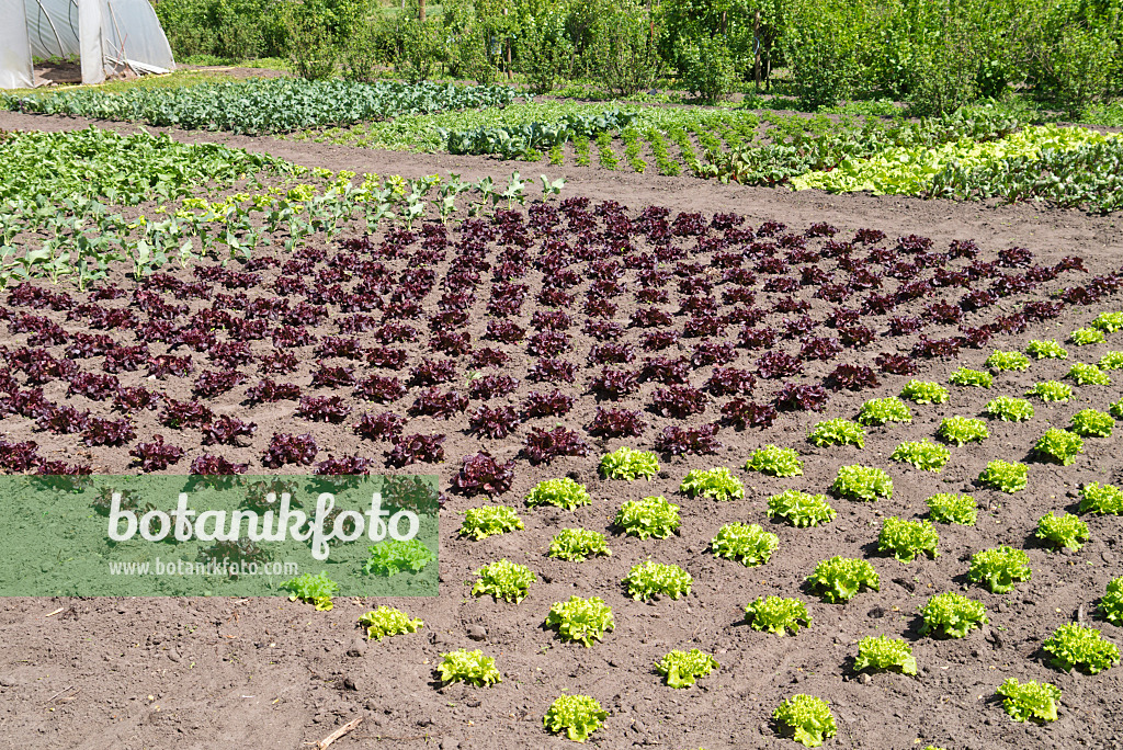 532012 - Vegetable garden