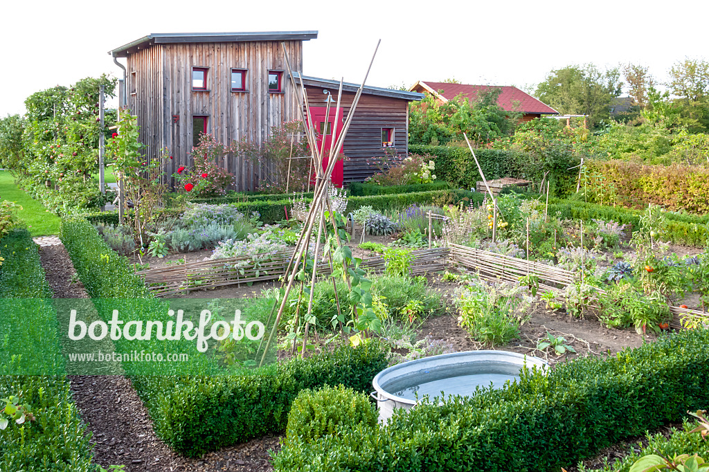 464045 - Vegetable garden with box hedges