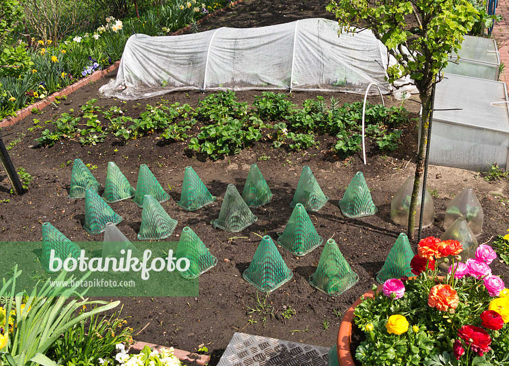 543023 - Vegetable garden with cloches and poly tunnel