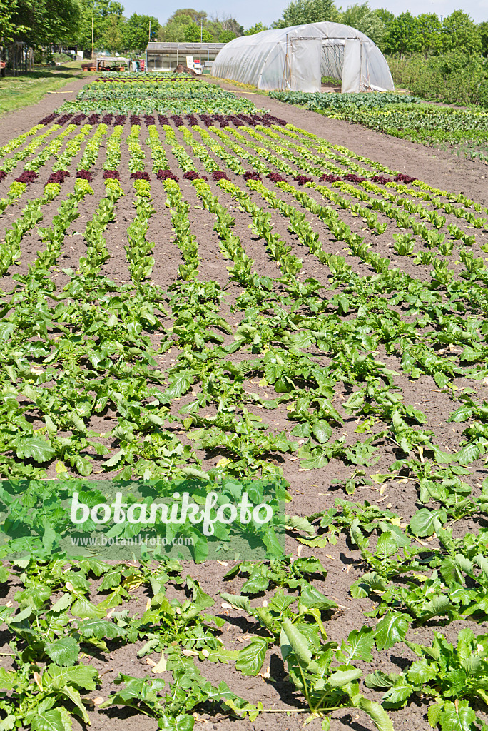 532013 - Vegetable garden with poly greenhouse