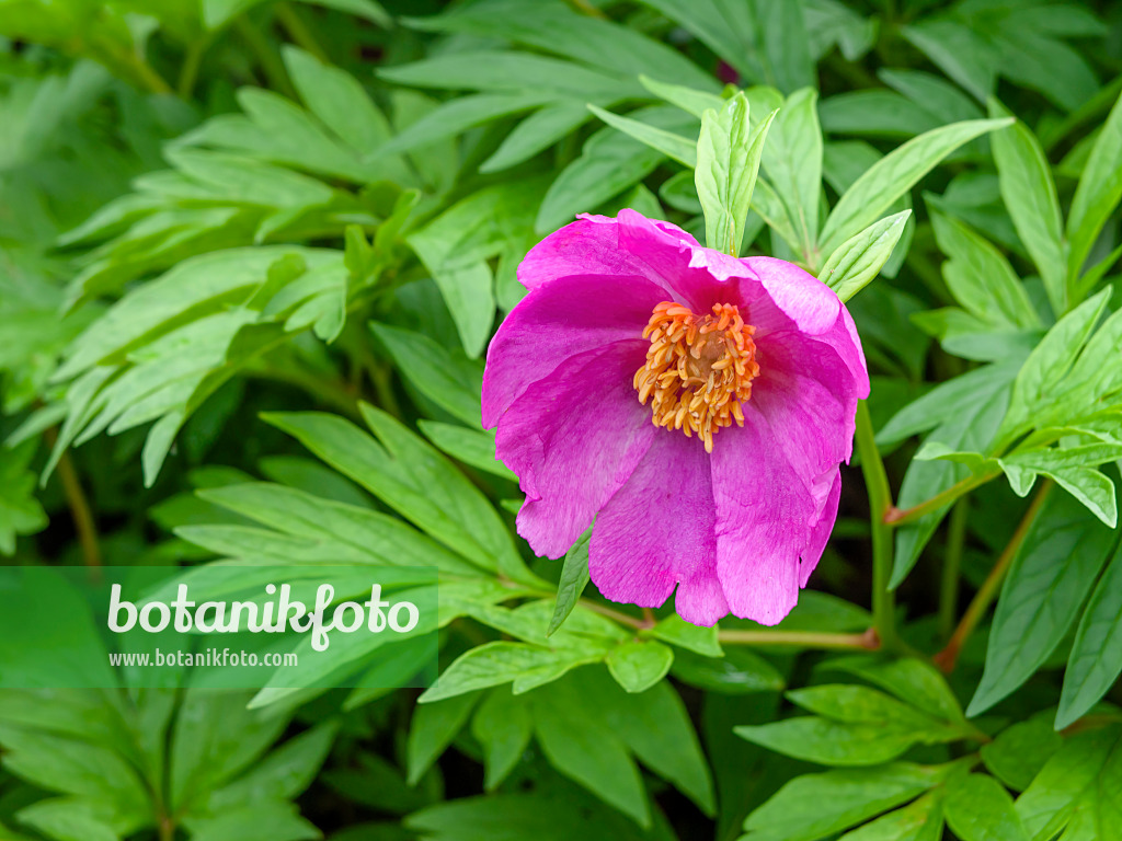 448069 - Veitch's peony (Paeonia veitchii)