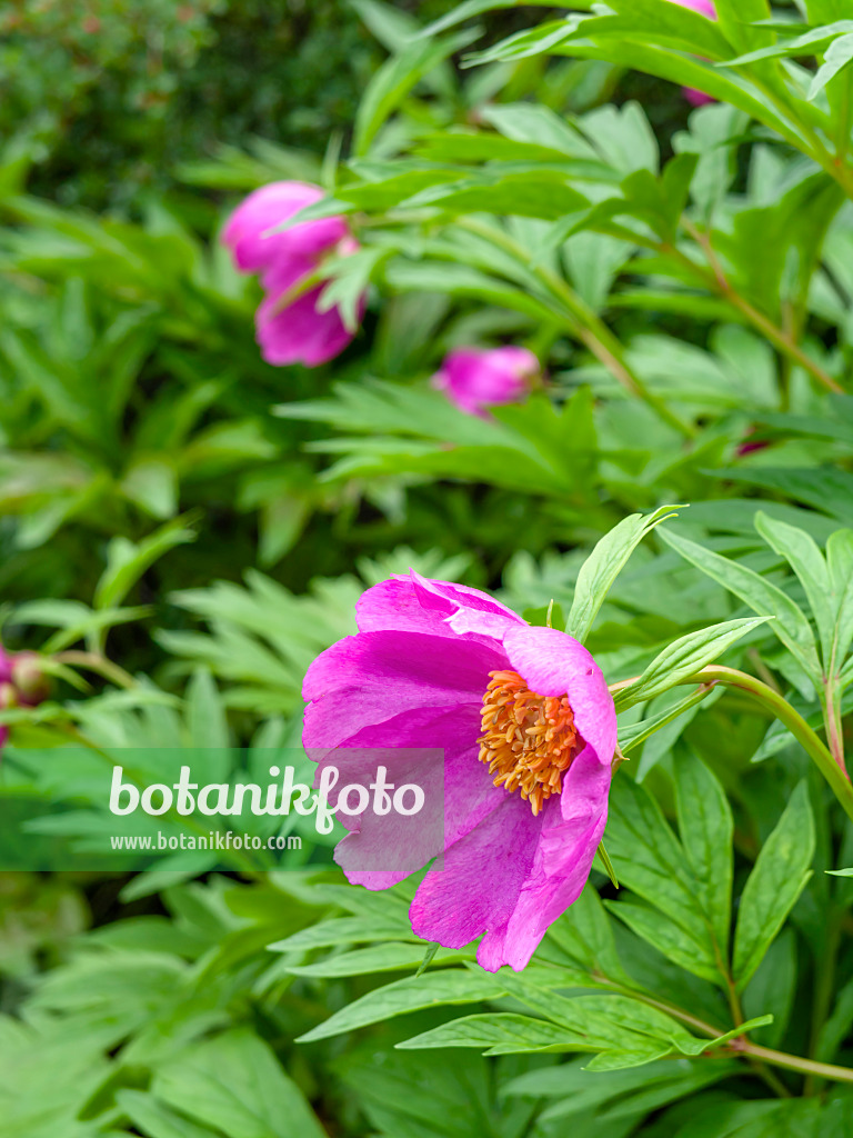 448070 - Veitch's peony (Paeonia veitchii)