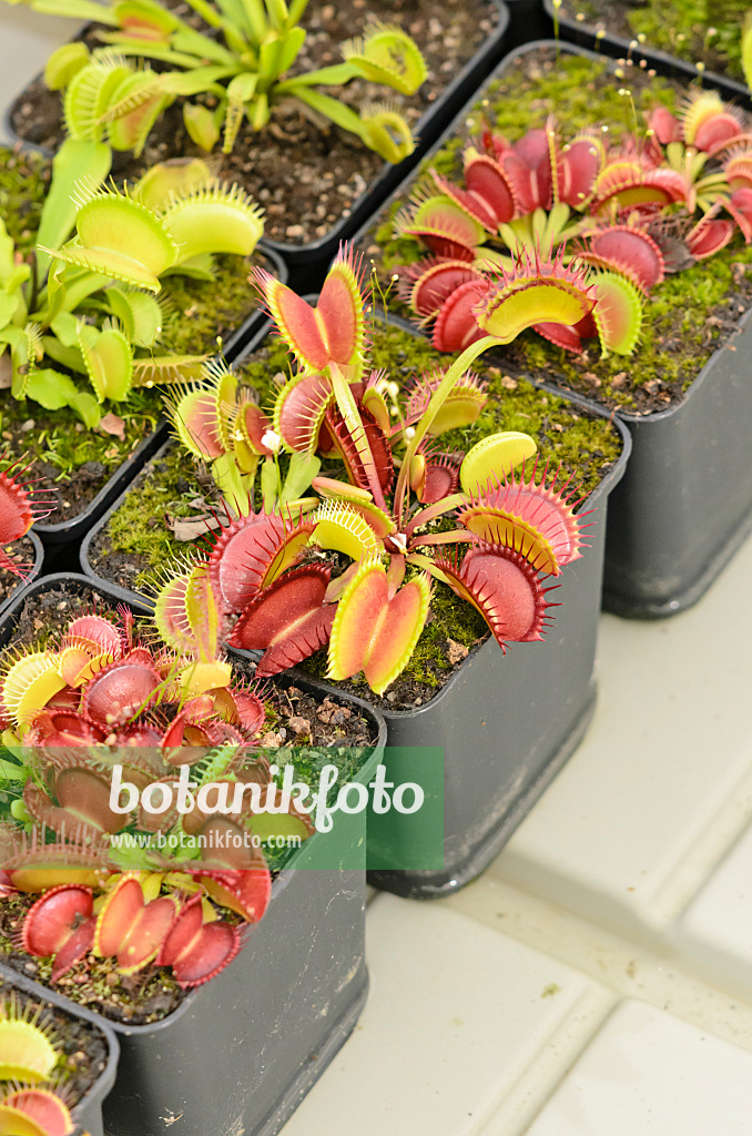 547324 - Venus fly trap (Dionaea muscipula)