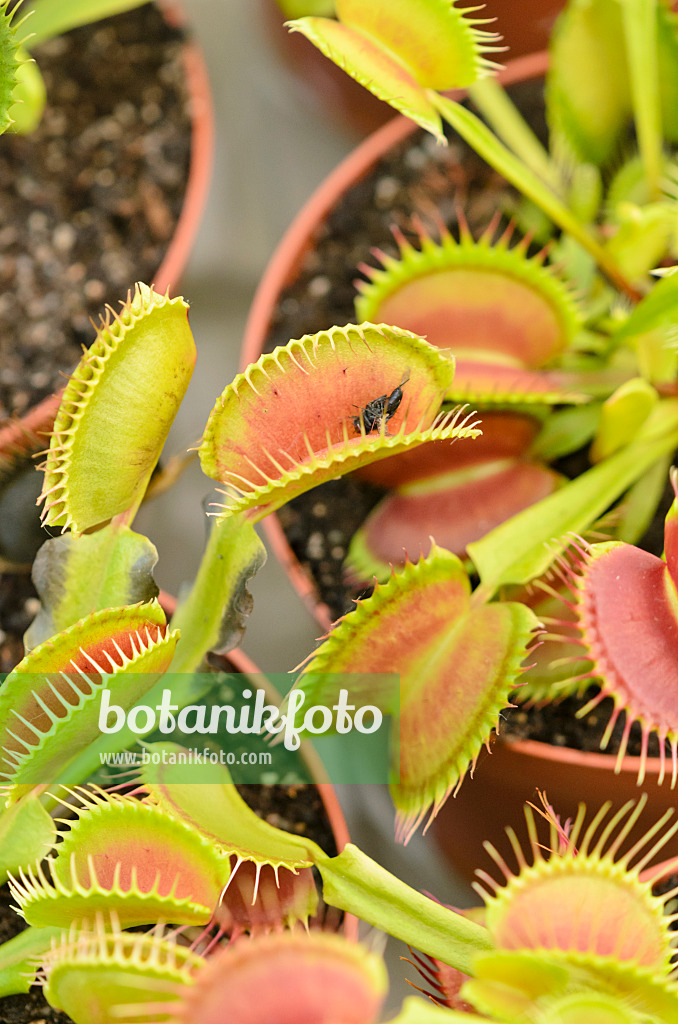 547325 - Venus fly trap (Dionaea muscipula)