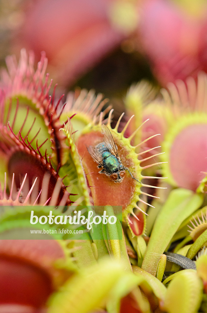 547326 - Venus fly trap (Dionaea muscipula)