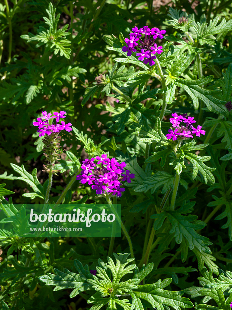 427225 - Vervain (Verbena elegans var. asperata)