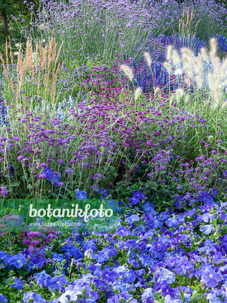 416057 - Vervains (Verbena), sages (Salvia), floss flowers (Ageratum) and petunias (Petunia)