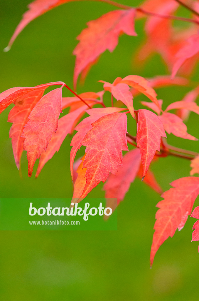 525080 - Vine-leafed maple (Acer cissifolium)