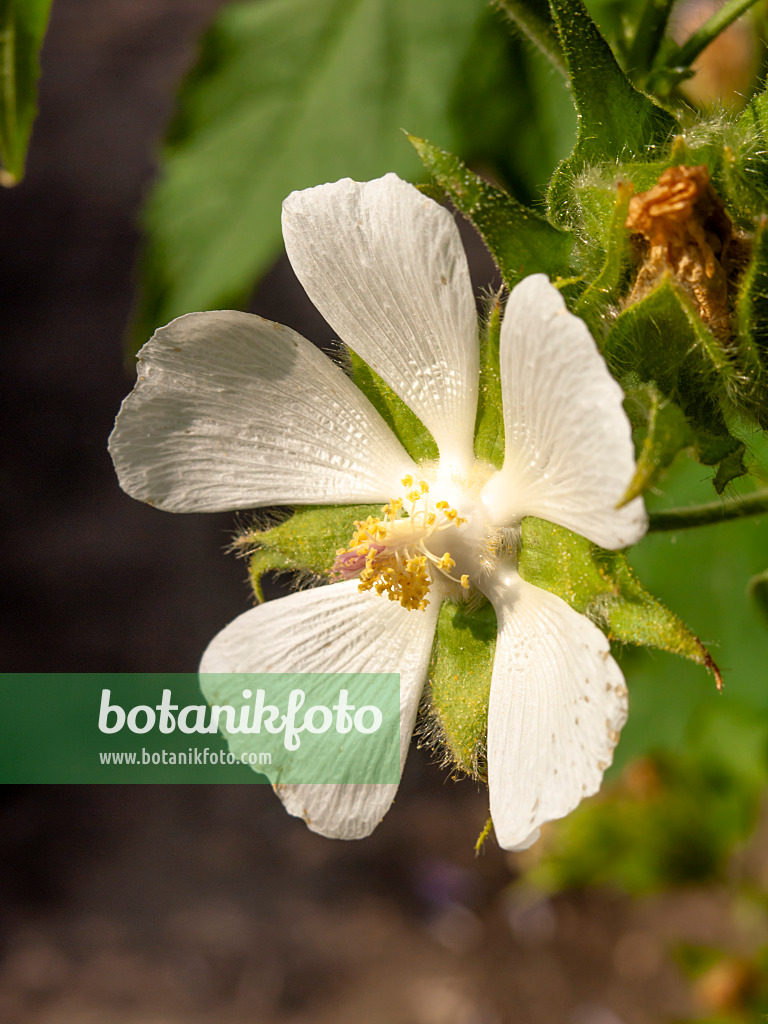 439374 - Vine-leaved kitaibelia (Kitaibelia vitifolia)