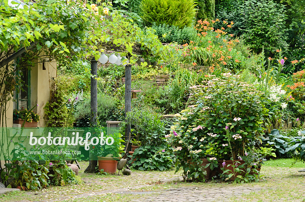 557322 - Vines (Vitis), foxgloves (Digitalis), hydrangeas (Hydrangea) and day lilies (Hemerocallis) in a backyard garden