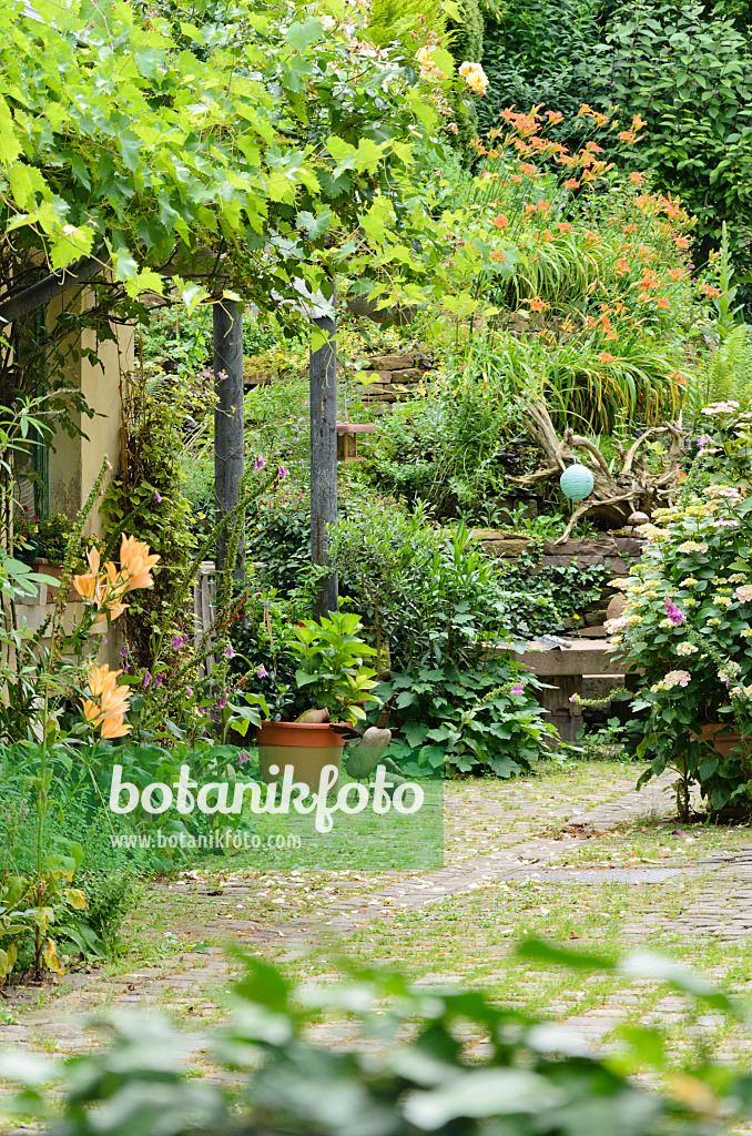 557323 - Vines (Vitis), lilies (Lilium), hydrangeas (Hydrangea) and day lilies (Hemerocallis) in a backyard garden