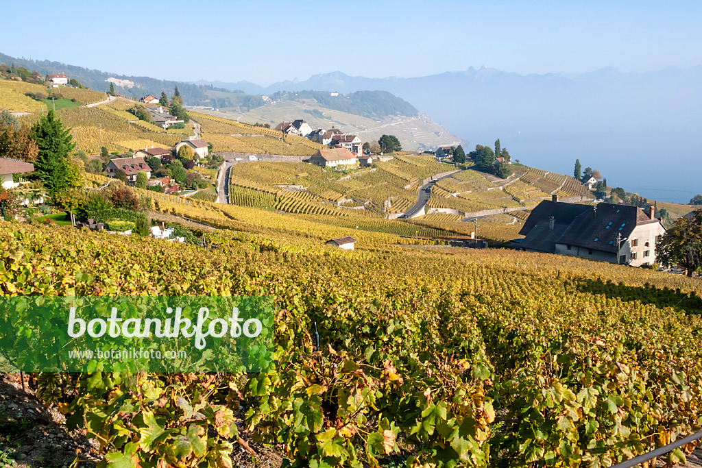 453174 - Vineyards at Lake Geneva, Lavaux, Switzerland