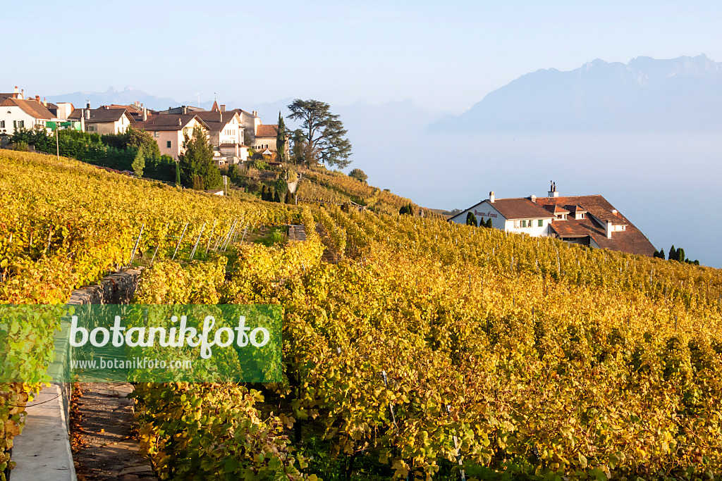 453179 - Vineyards at Lake Geneva, Lavaux, Switzerland