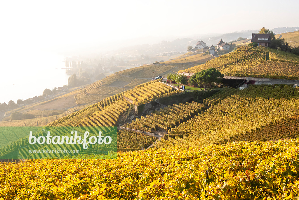 453180 - Vineyards at Lake Geneva, Lavaux, Switzerland