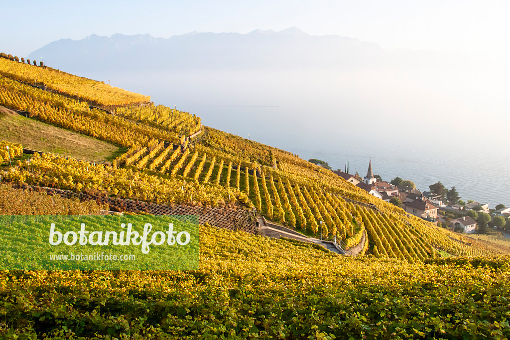 453181 - Vineyards at Lake Geneva, Lavaux, Switzerland