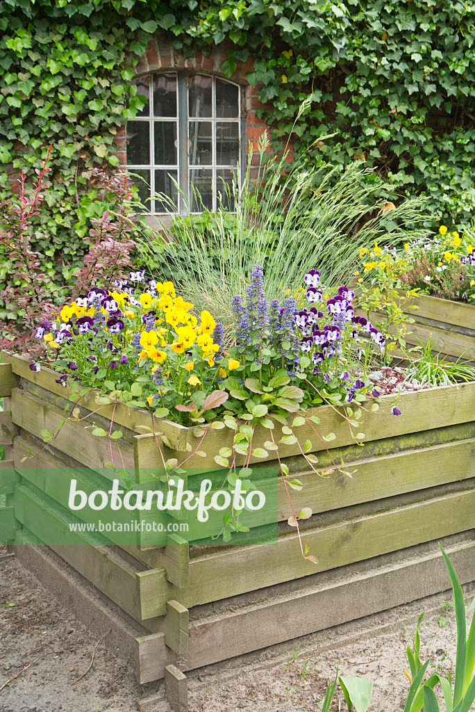 544160 - Violets (Viola) and bugles (Ajuga) in a raised bed