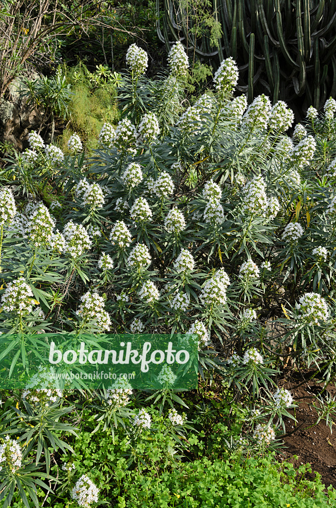 564159 - Viper's bugloss (Echium decaisnei)