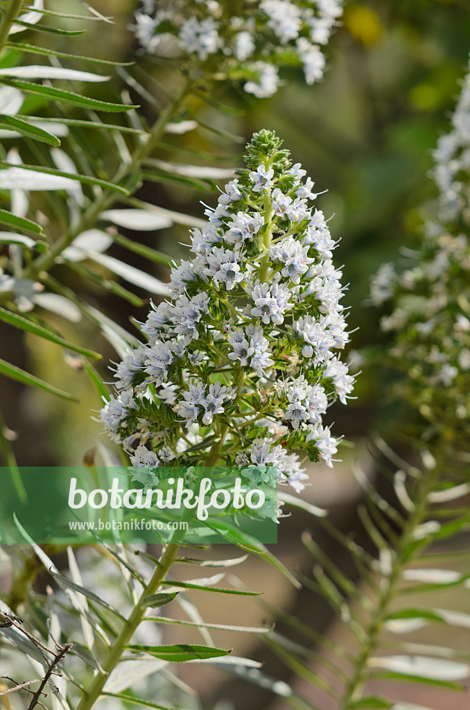 564139 - Viper's bugloss (Echium onosmifolium)