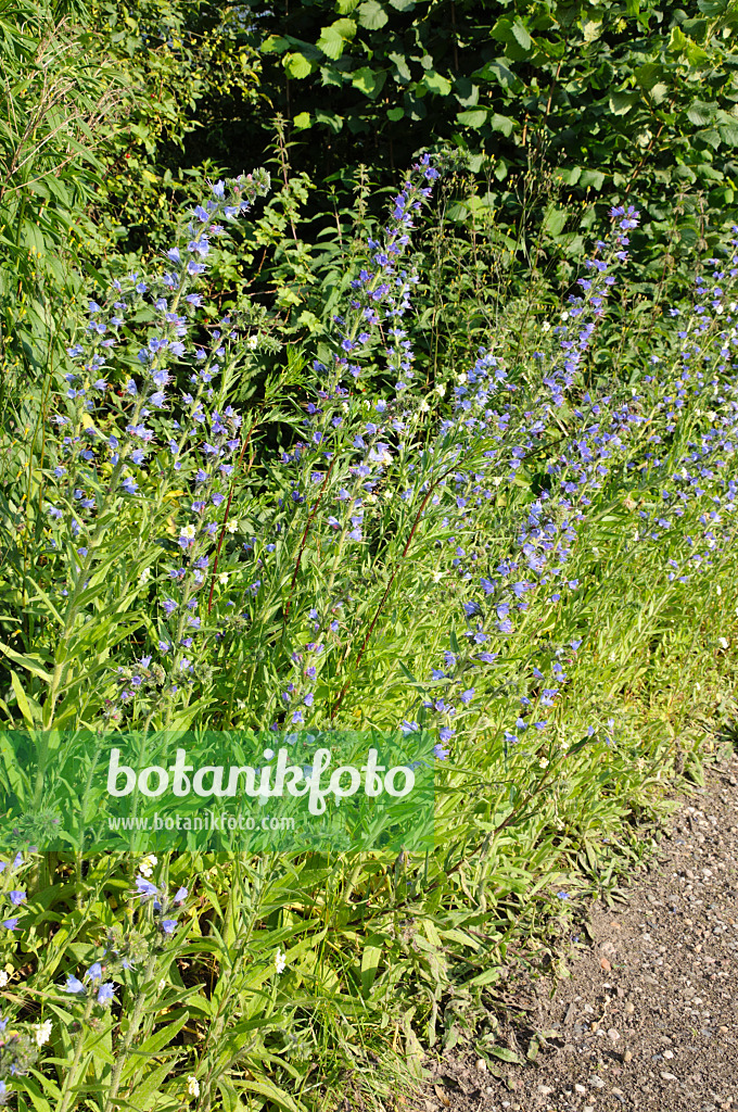 473293 - Viper's bugloss (Echium vulgare)