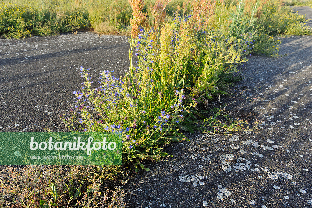 534142 - Viper's bugloss (Echium vulgare) and sour dock (Rumex acetosa)