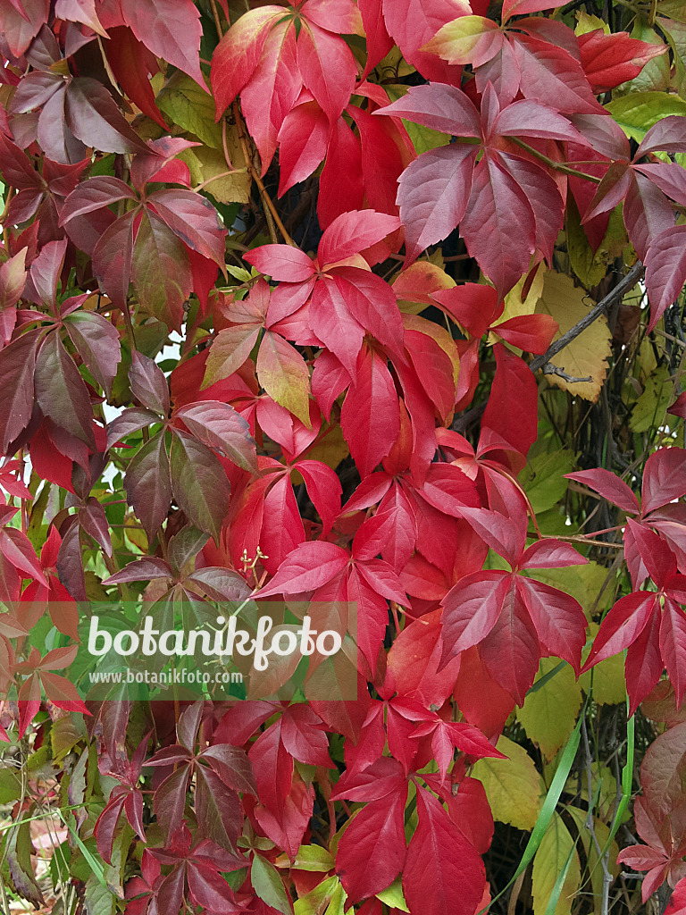 454039 - Virginia creeper (Parthenocissus quinquefolia 'Engelmannii')