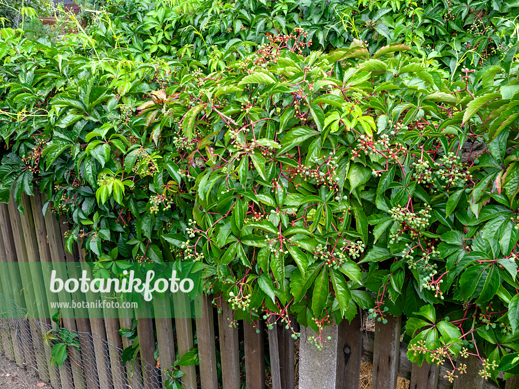 463053 - Virginia creeper (Parthenocissus quinquefolia)