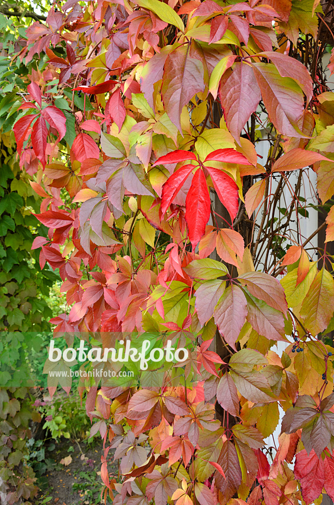 525005 - Virginia creeper (Parthenocissus quinquefolia)