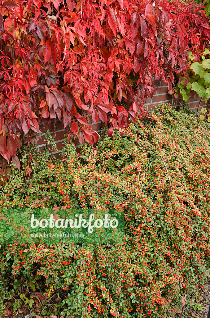 525043 - Virginia creeper (Parthenocissus quinquefolia) and cotoneaster (Cotoneaster)