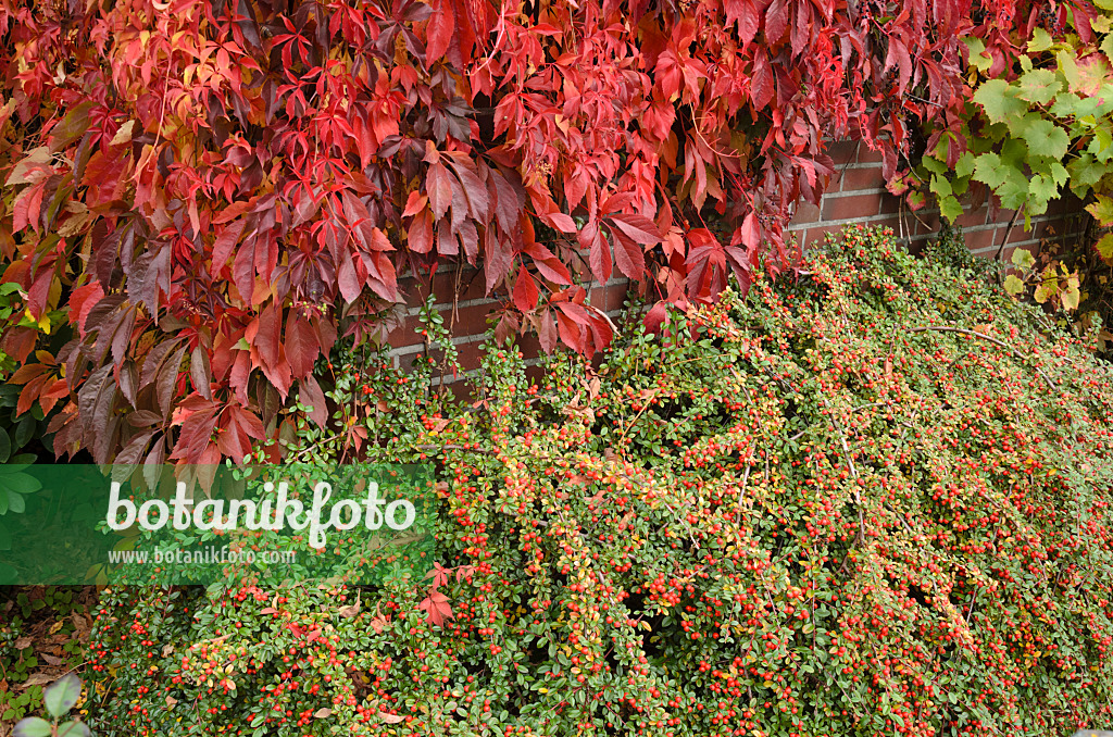 525044 - Virginia creeper (Parthenocissus quinquefolia) and cotoneaster (Cotoneaster)