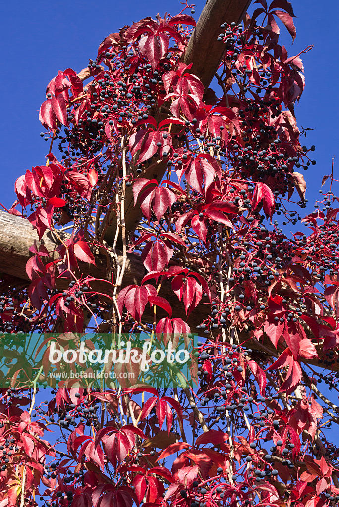 597022 - Virginia creeper (Parthenocissus quinquefolia)