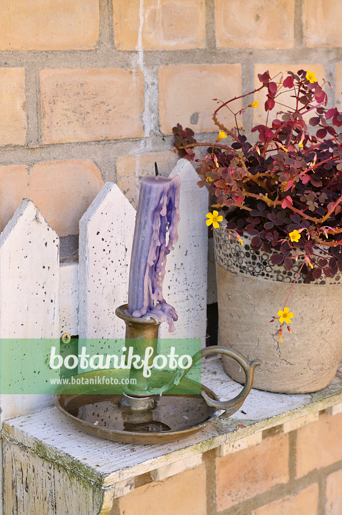 474341 - Volcanic sorrel (Oxalis vulcanicola) with blue candle on a shelf